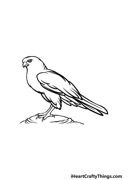 Falcon Drawing - How To Draw A Falcon Step By Step