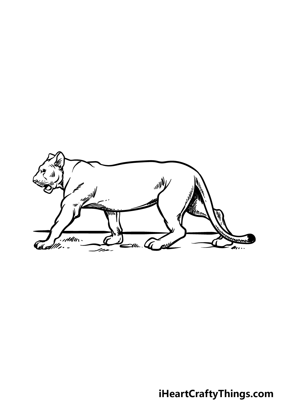 how to draw a Lioness step 5