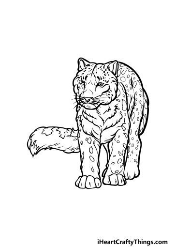 Snow Leopard Drawing - How To Draw A Snow Leopard Step By Step
