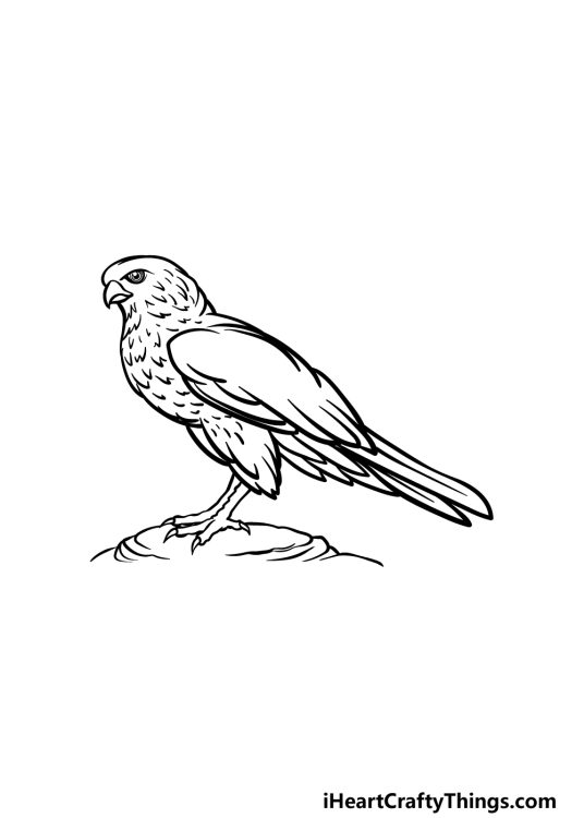 Falcon Drawing - How To Draw A Falcon Step By Step