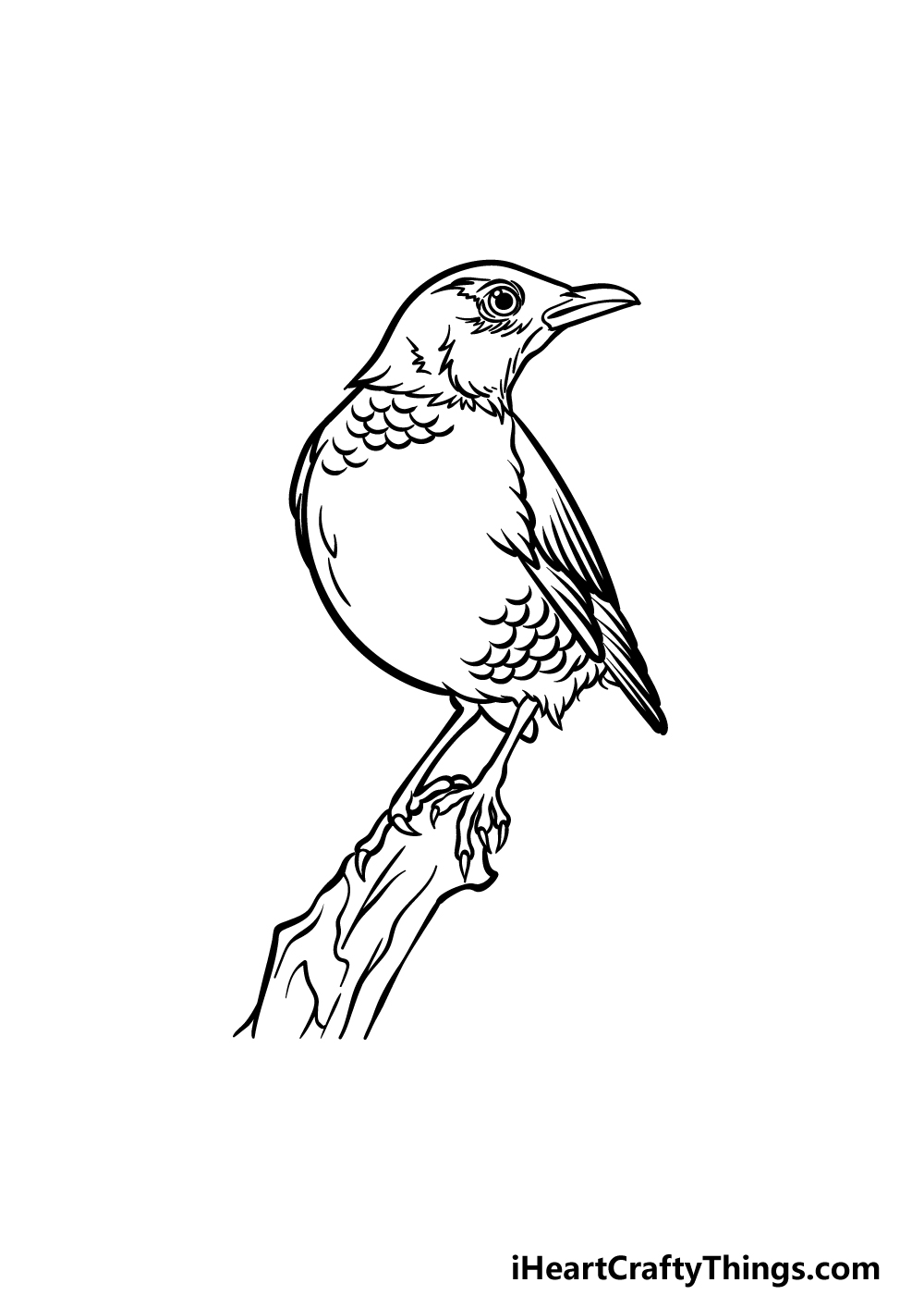 how to draw a Robin step 5