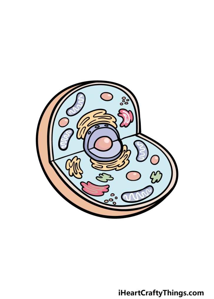 Animal Cell Drawing - How To Draw An Animal Cell Step By Step