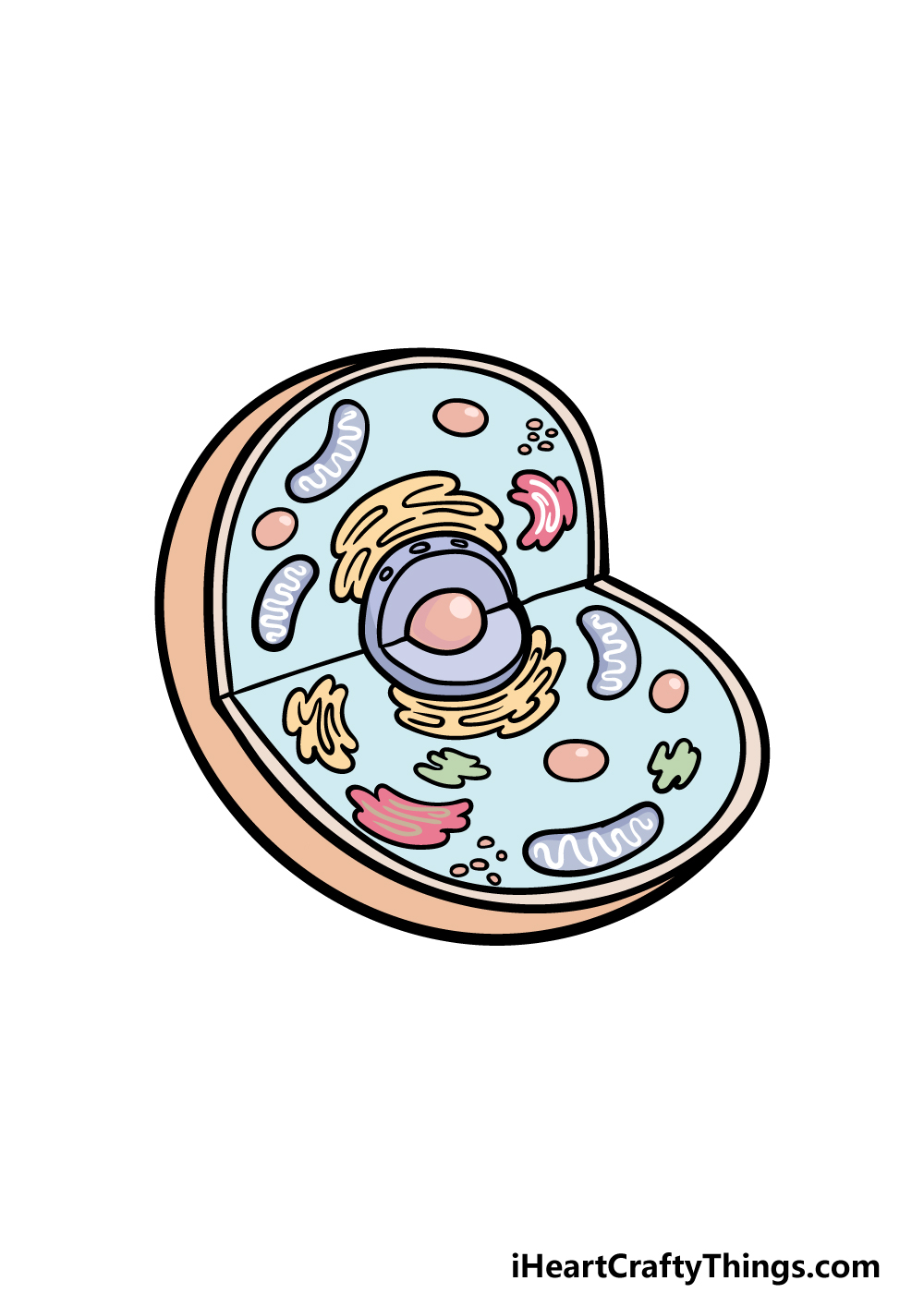 how to draw an animal cell step 6