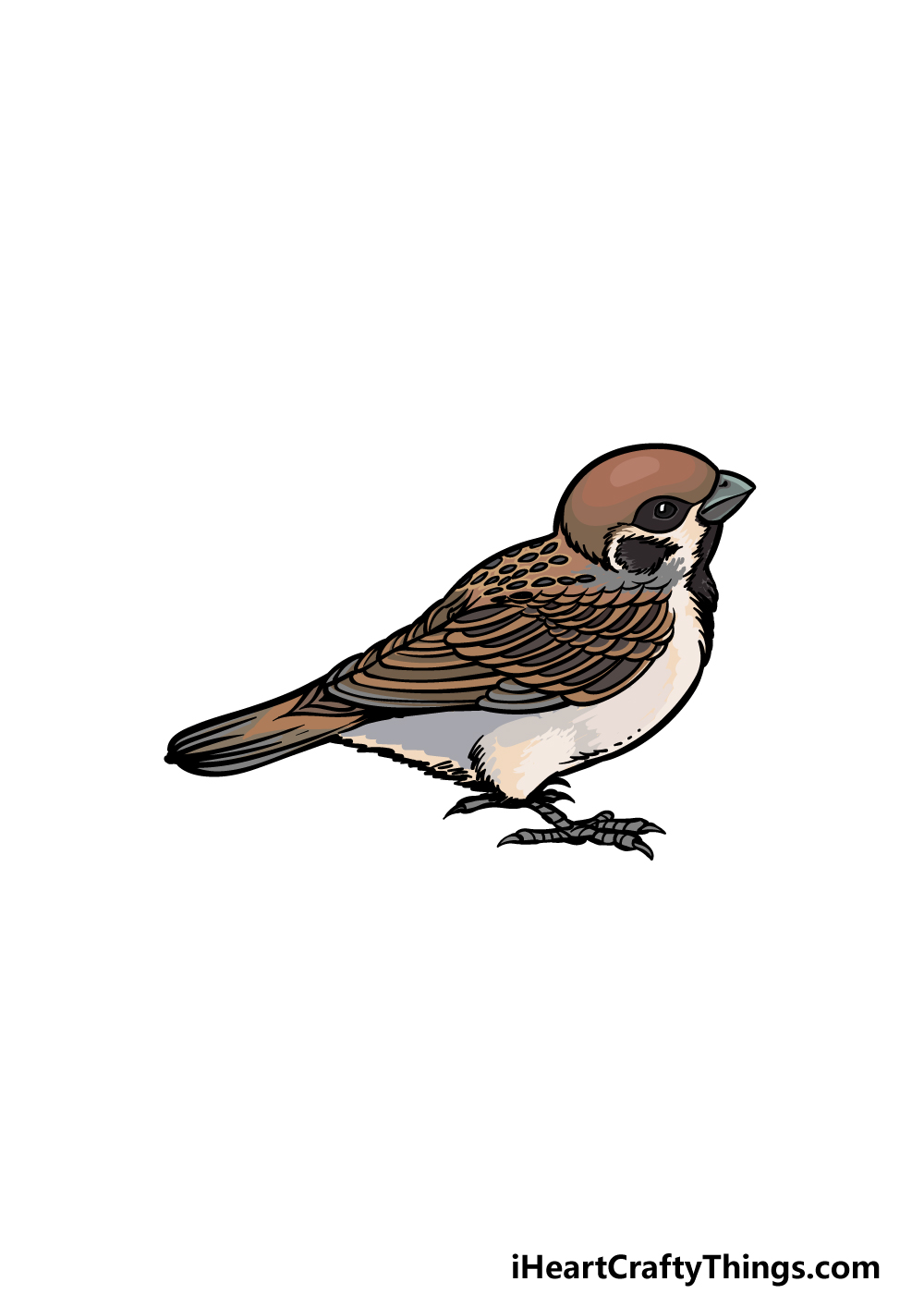 how to draw a sparrow step 6