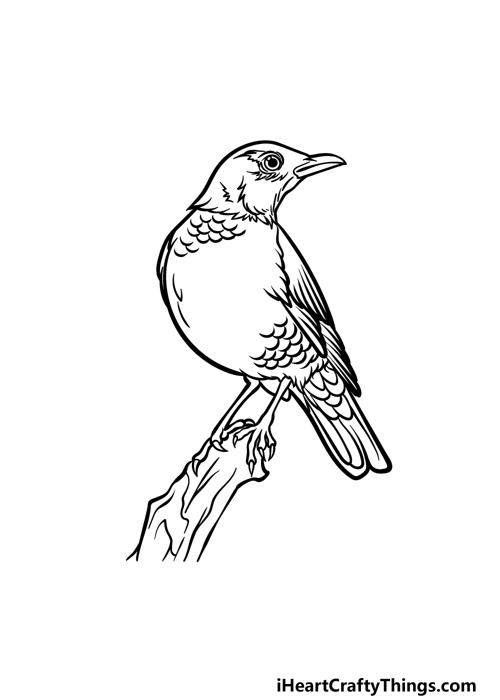 how to draw a Robin step 6