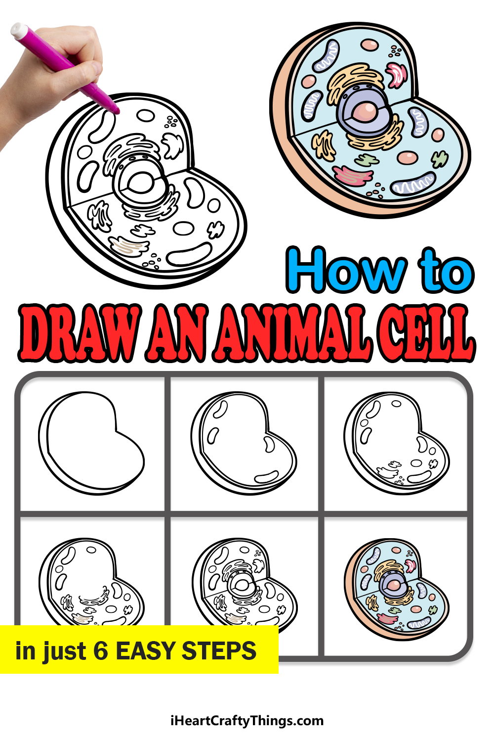 how to draw an animal cell in 6 easy steps