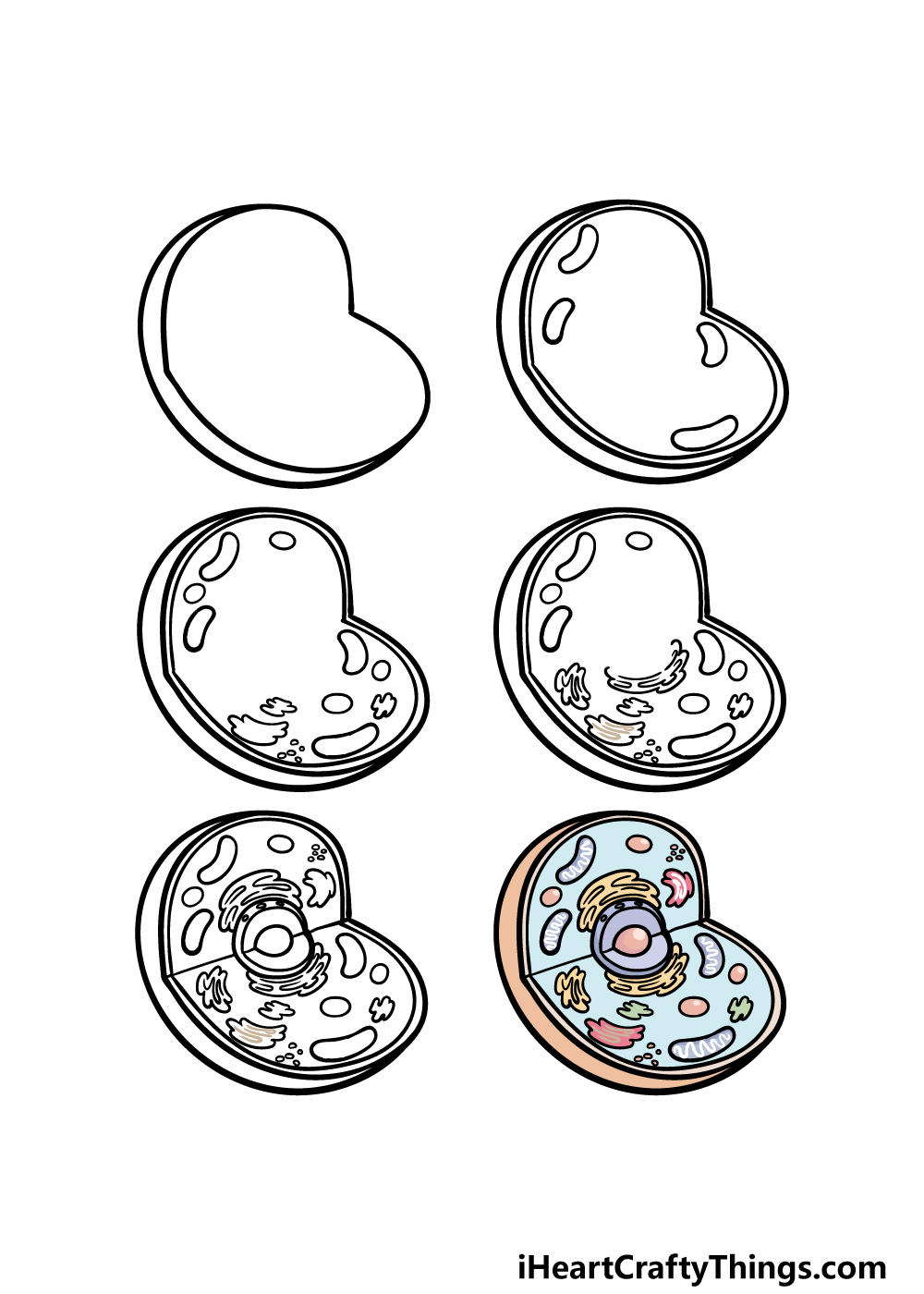 how to draw an animal cell in 6 steps