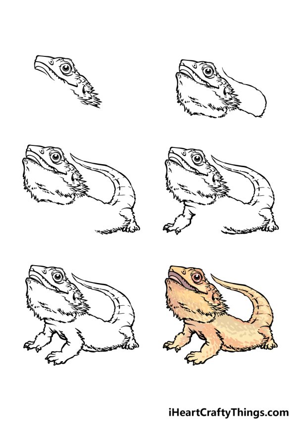Bearded Dragon Drawing How To Draw A Bearded Dragon Step By Step