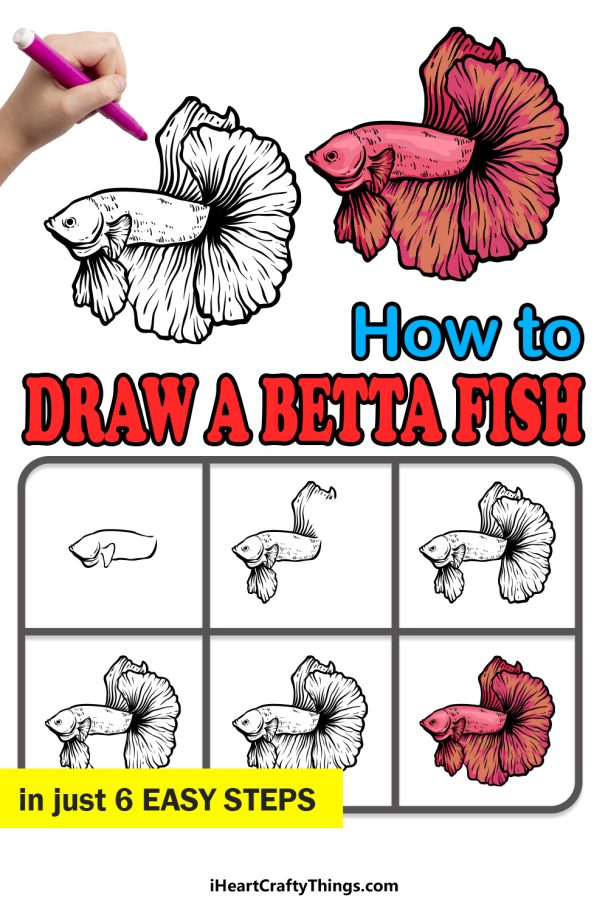 Betta Fish Drawing - How To Draw A Betta Fish Step By Step