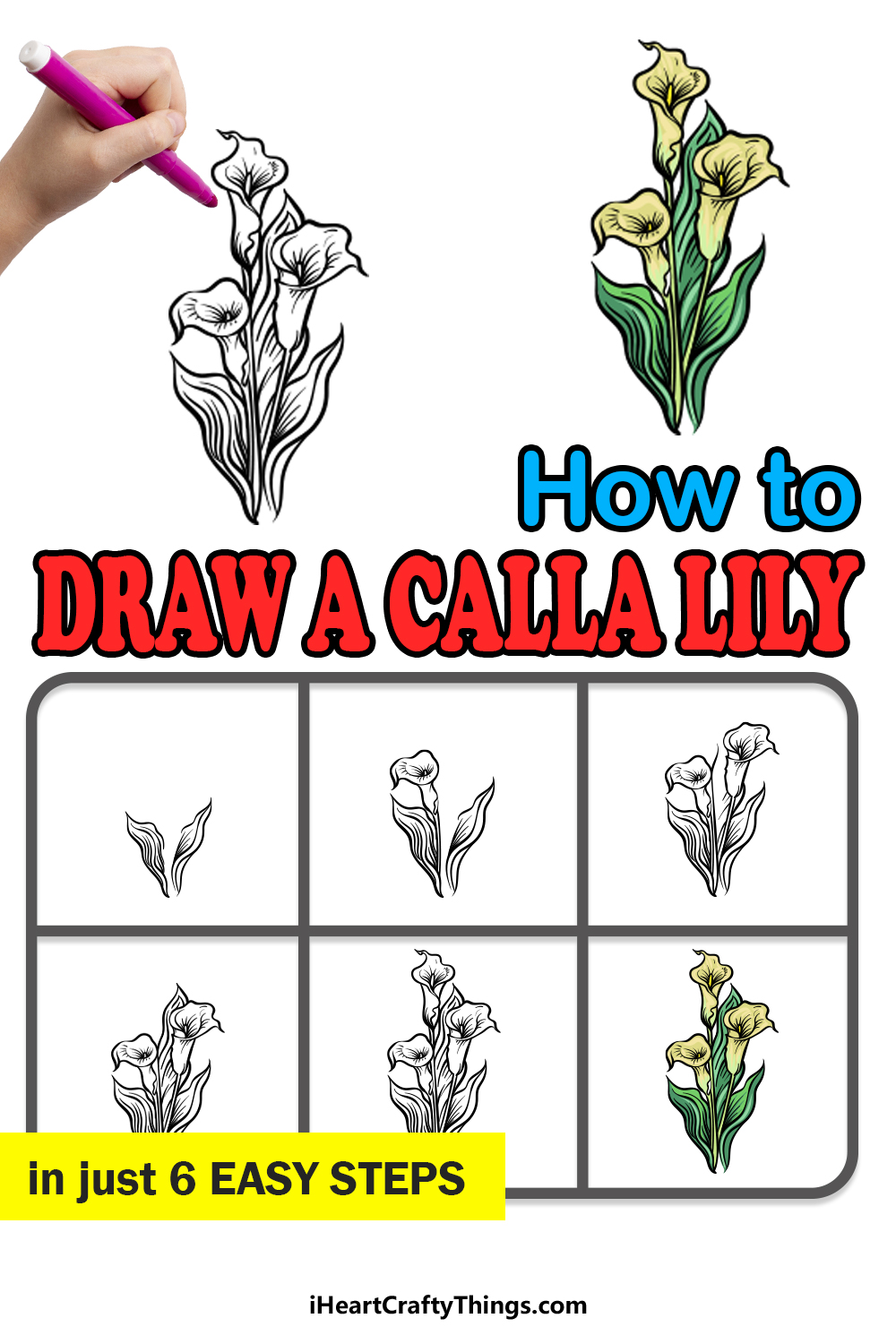 how to draw a Calla Lily in 6 easy steps