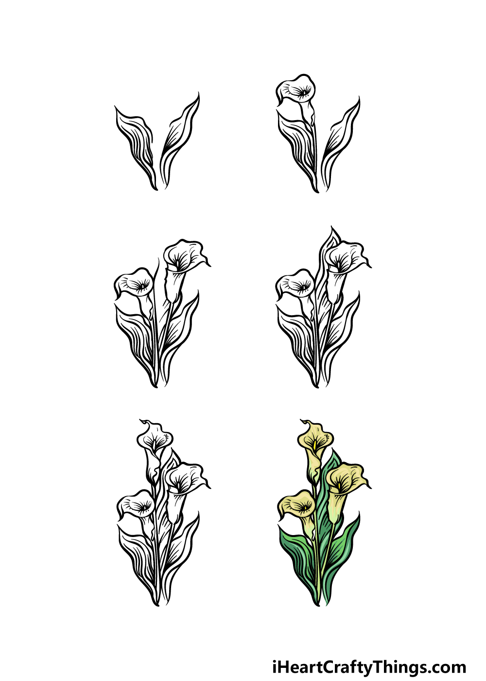 how to draw a Calla Lily in 6 steps