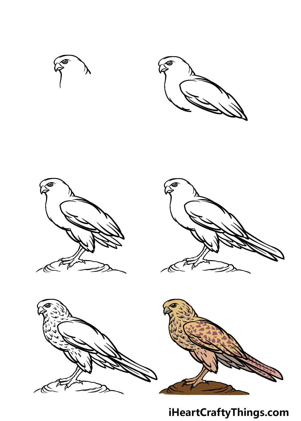 how to draw a Falcon in 6 steps