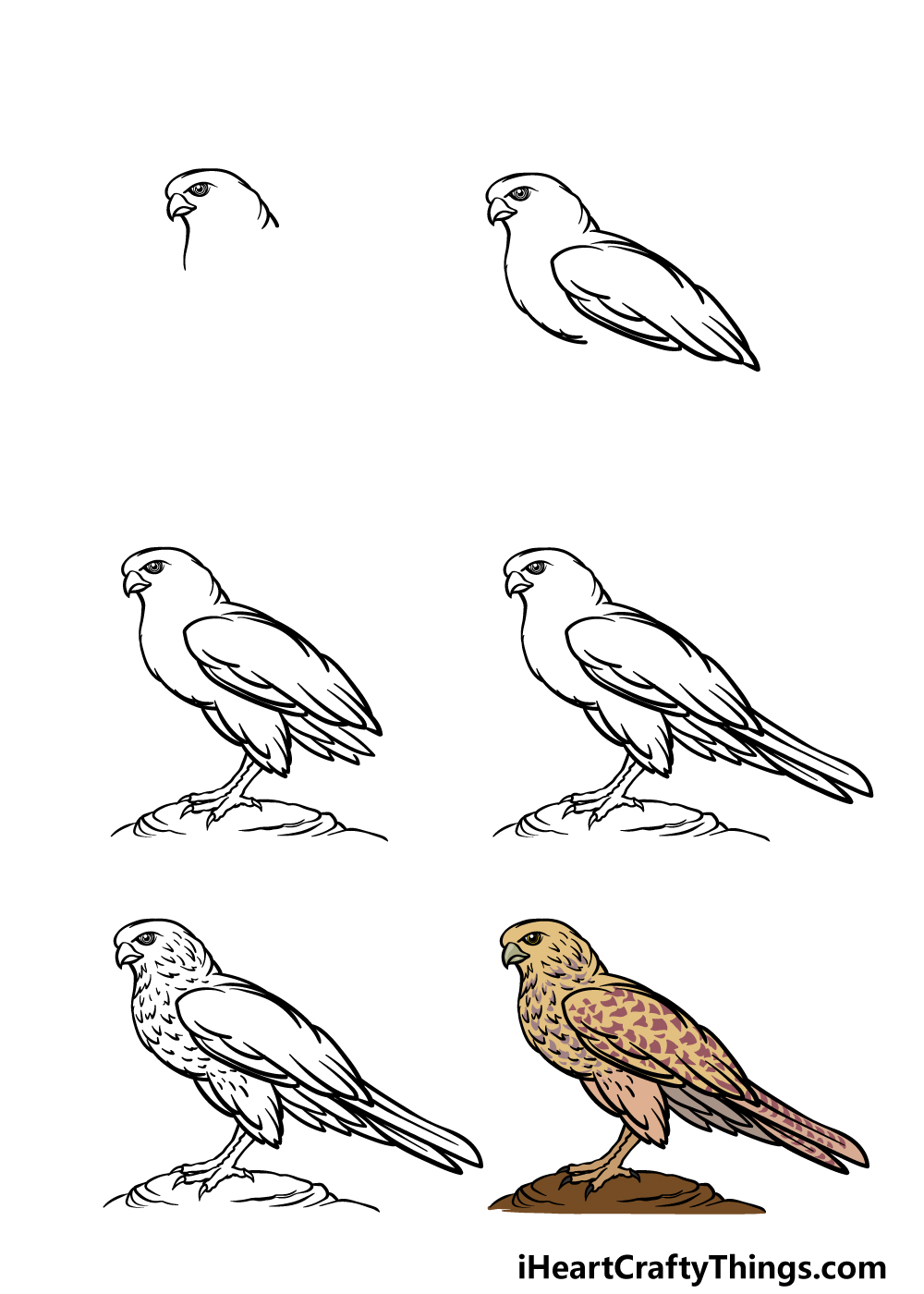 how to draw a falcon for kids