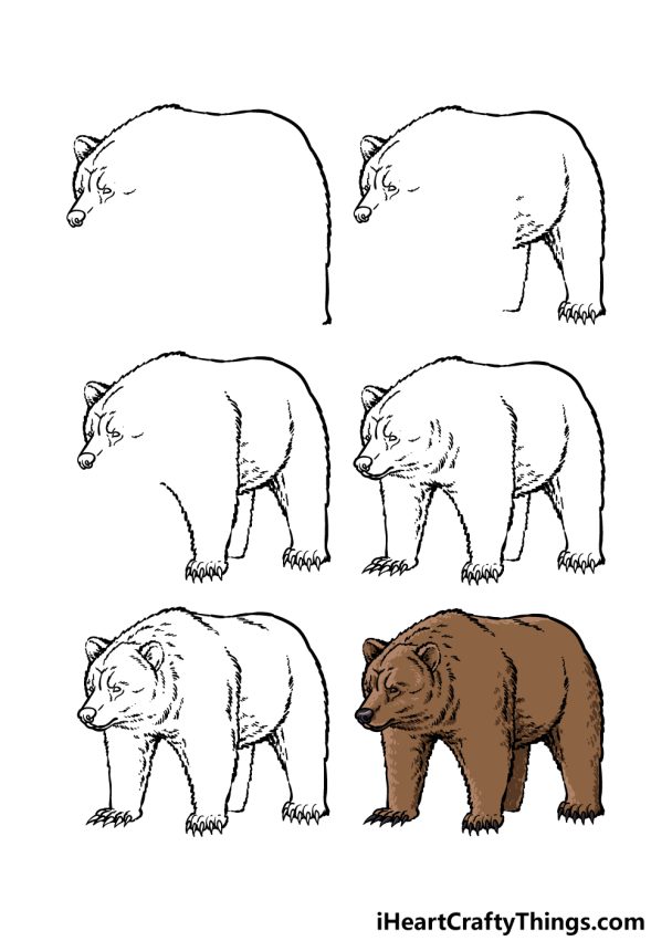Grizzly Bear Drawing How To Draw A Grizzly Bear Step By Step