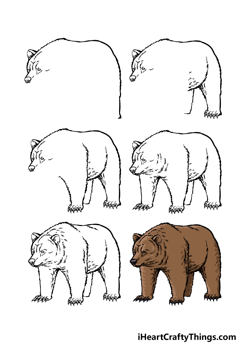 grizzly bear drawing step by step