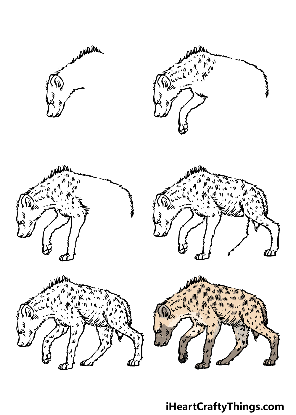 Hyena Drawing Reference and Sketches for Artists