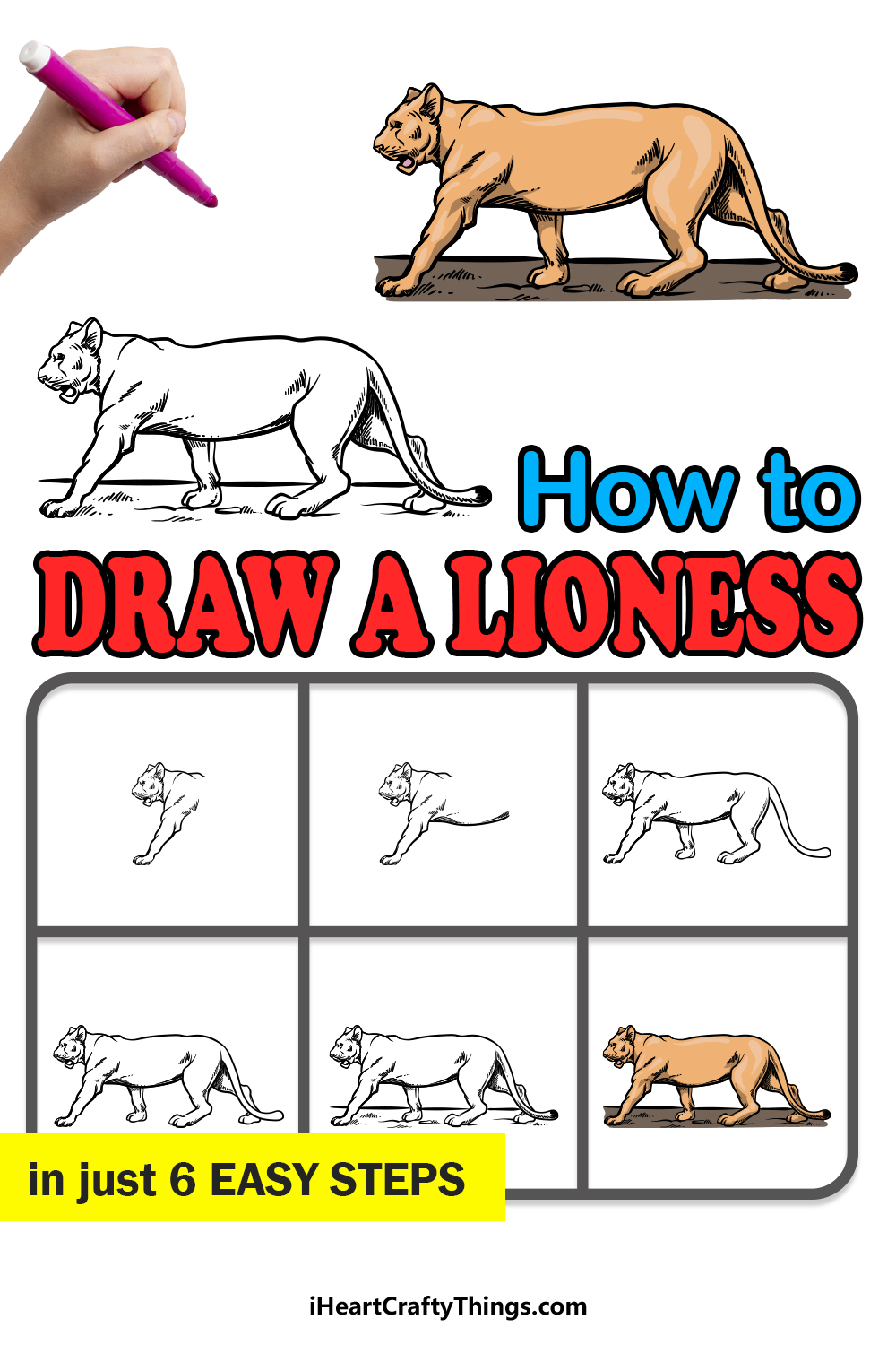 how to draw a Lioness in 6 easy steps