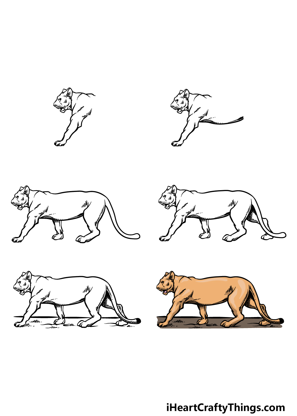 how to draw a Lioness in 6 steps