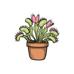 how to draw a Venus Fly Trap image