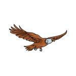 how to draw a Flying Eagle image