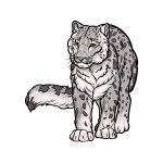 how to draw a snow leopard image