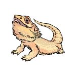 how to draw a bearded dragon image