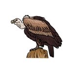 how to draw a Vulture image