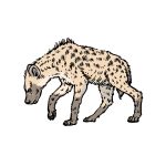 how to draw a hyena image