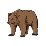how to draw a grizzly bear image