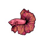 how to draw a Betta Fish image