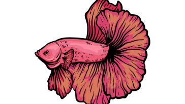 how to draw a Betta Fish image