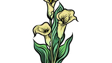 how to draw a Calla Lily image