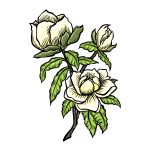 how to draw magnolia flower image