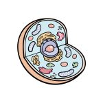 how to draw an animal cell image