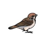 how to draw a sparrow image