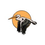 how to draw a pelican image