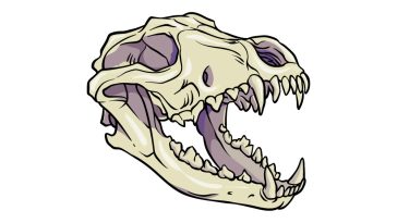 how to draw a Wolf Skull image