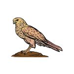 how to draw a Falcon image