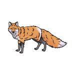 how to draw a red fox image