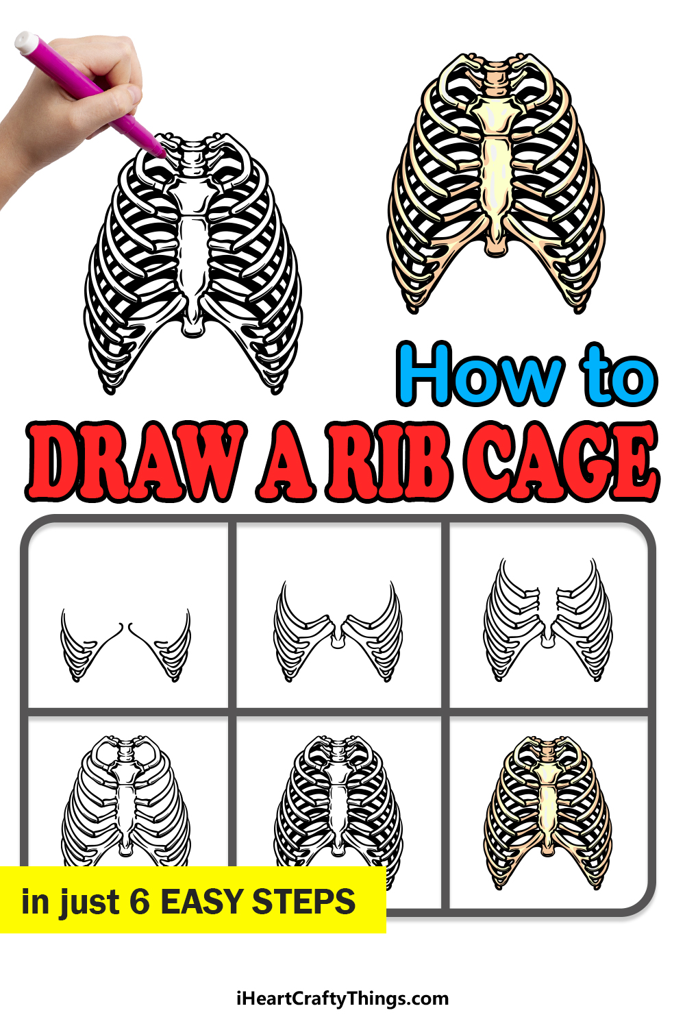 Rib Cage Drawing - How To Draw A Rib Cage Step By Step