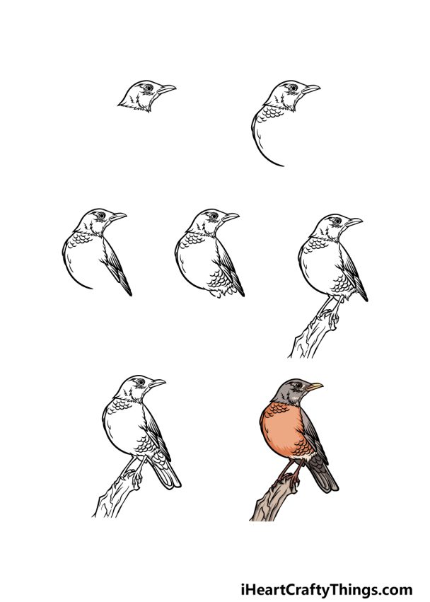 Robin Drawing - How To Draw A Robin Step By Step