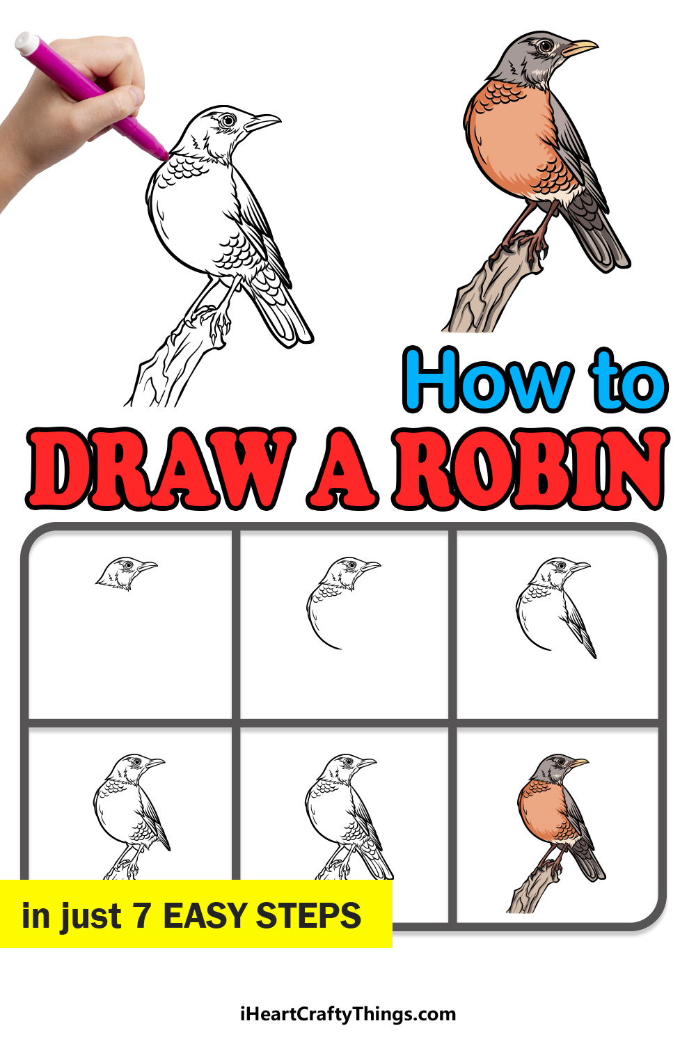how to draw a Robin in 7 easy steps