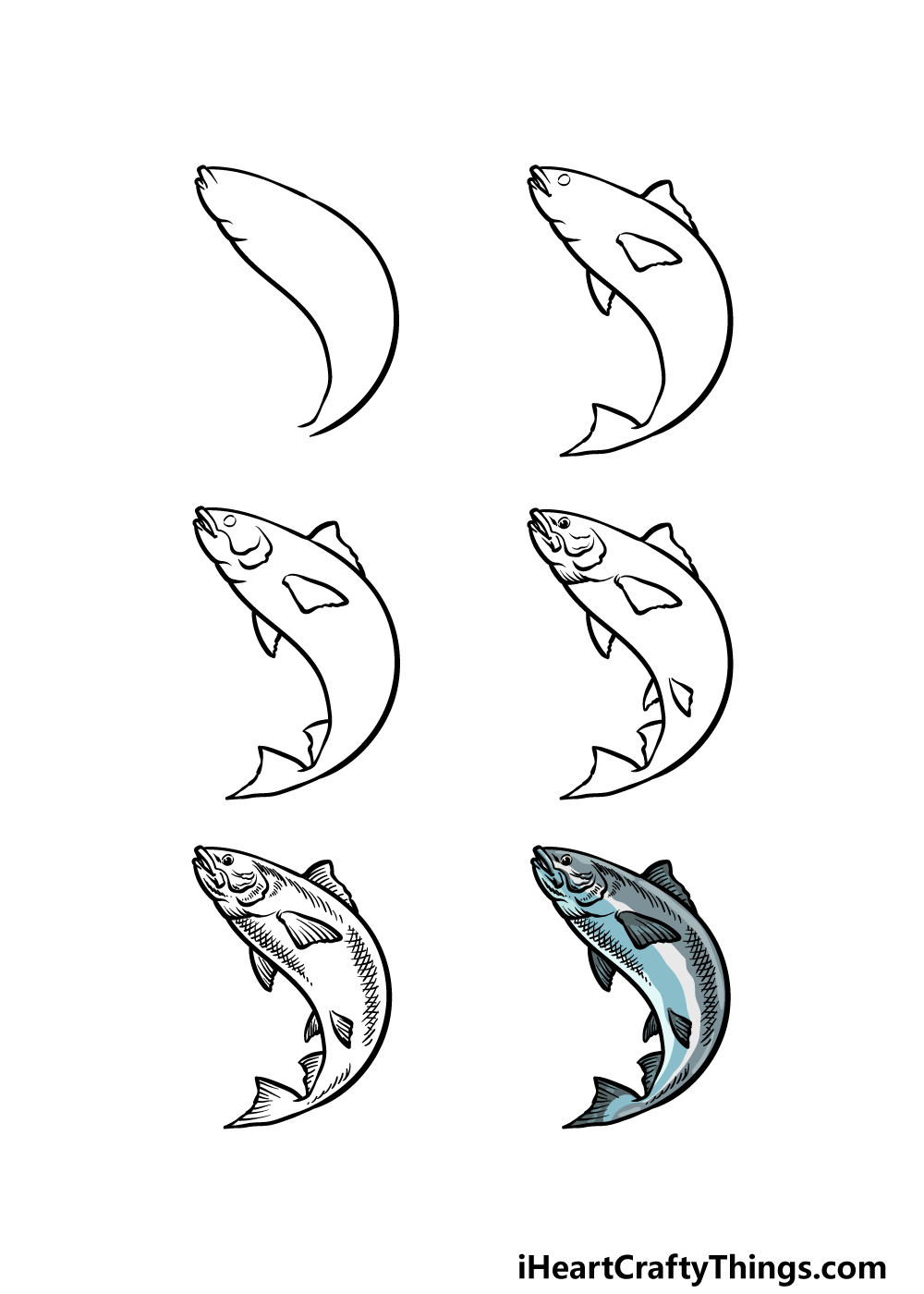 how to draw a Salmon in 6 steps