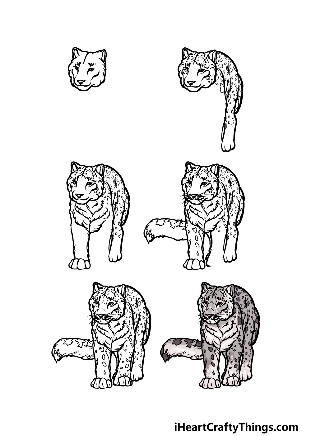 how to draw a snow leopard in 6 steps