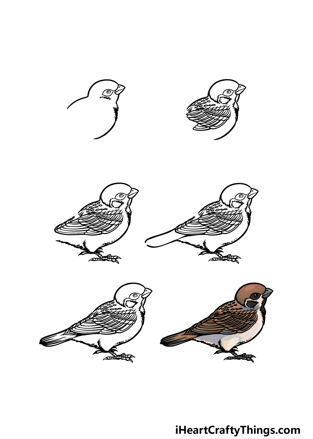 how to draw a sparrow in 6 steps