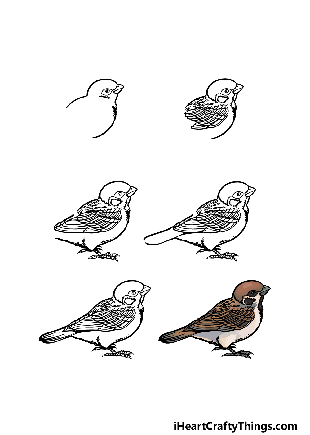 How to Draw a Sparrow - Easy Drawing Art