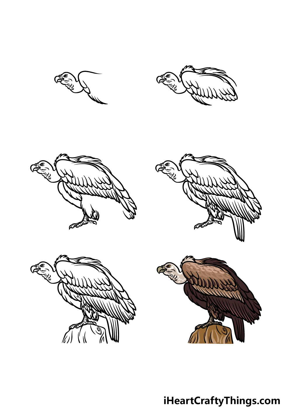 how to draw a Vulture in 6 steps