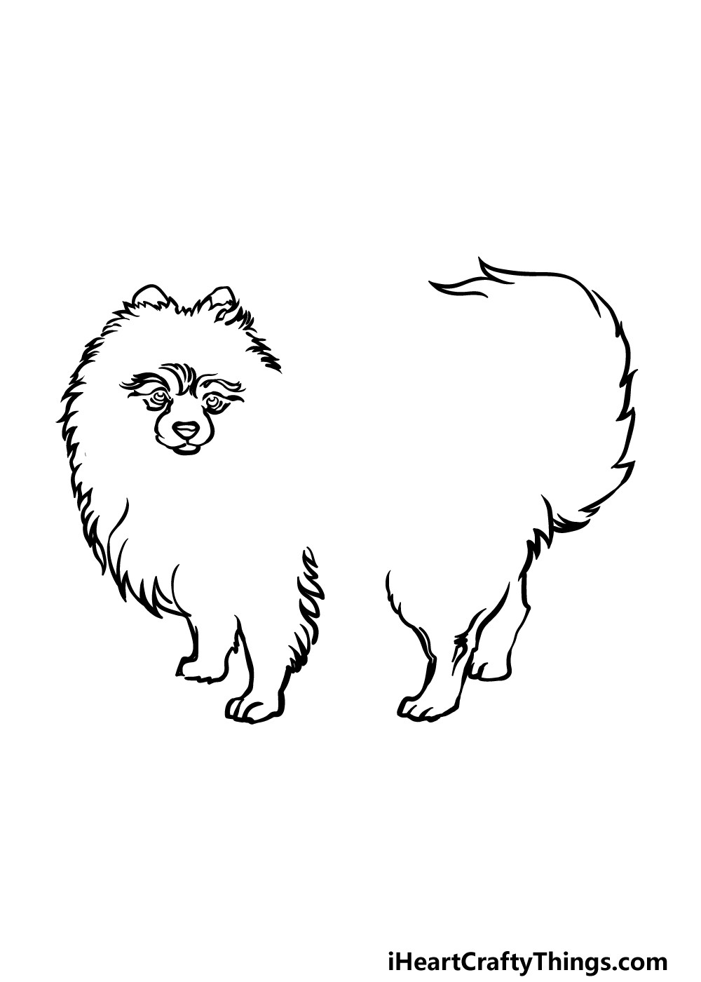 how to draw a Pomeranian step 3