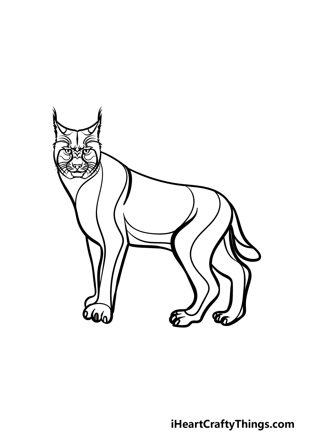 how to draw a Bobcat step 5