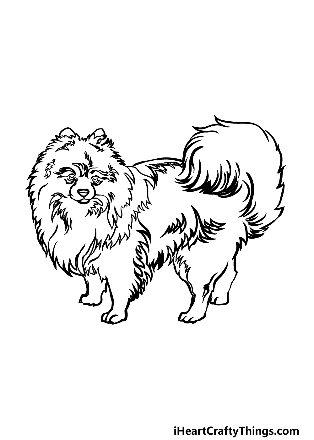 how to draw a Pomeranian step 5